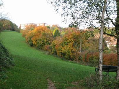 The copse in autumn The copse in autumn